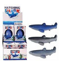GIANT HATCHING SHARKS